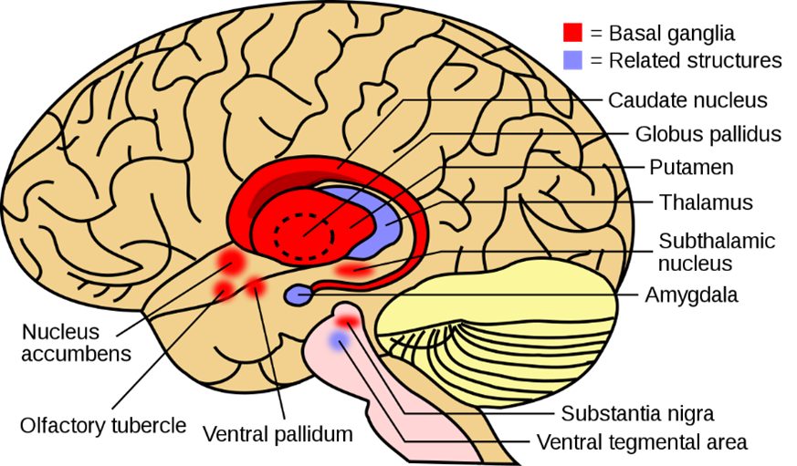 basalganglia