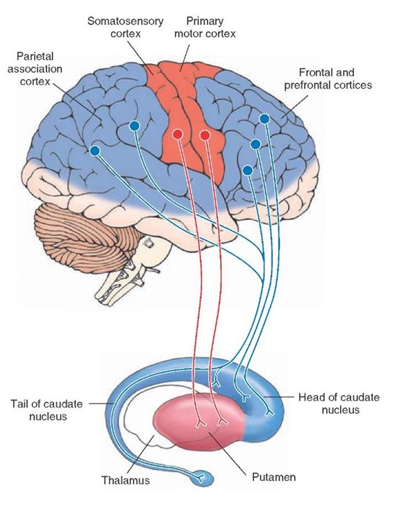 basalganglia