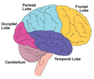 Cerebellum