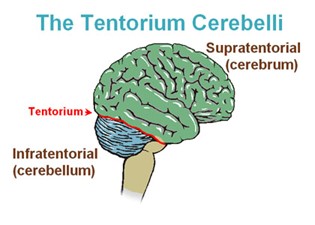 Cerebellum