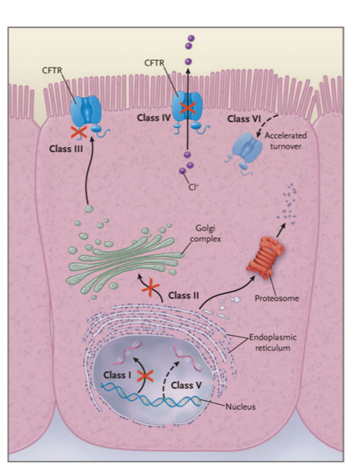 CFTR