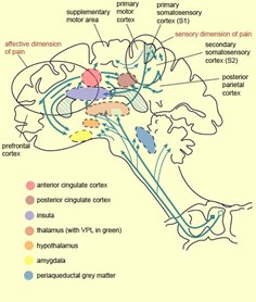 Cingulate