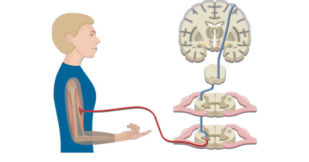 Corticospinal