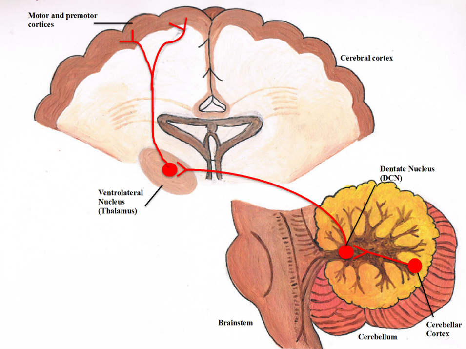 Dentate Nucleus