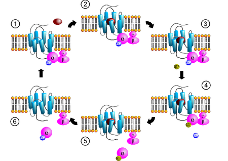 GProtein