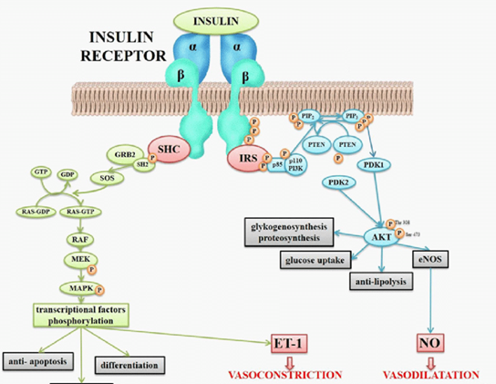 insulin