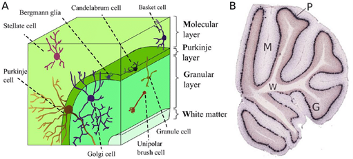 CerebellarLayers