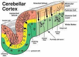 Cerebellar Layers