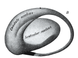 basalganglia