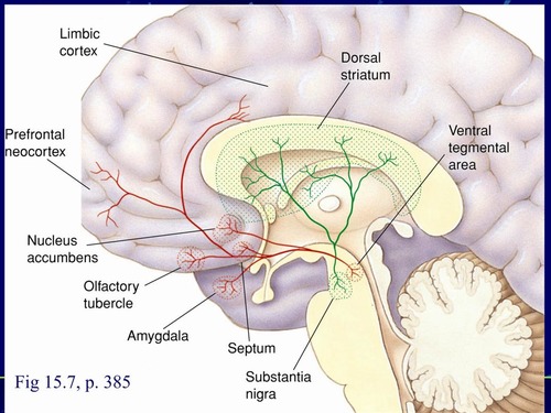 Mesolimbic pathway