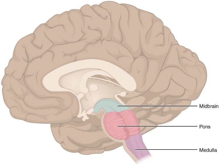 Medulla Oblangata