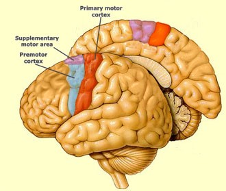 Motor Cortex