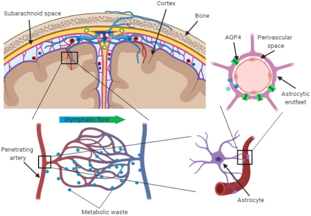 Perivascular Space