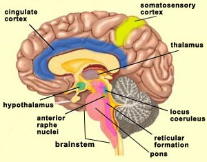 somatocingulate