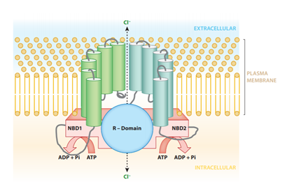 cf_structure