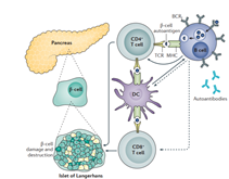 tcell